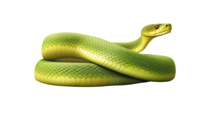 Green Tree Viper Snake Coiled Striking Pose Wildlife Photography Nature Image Reptile