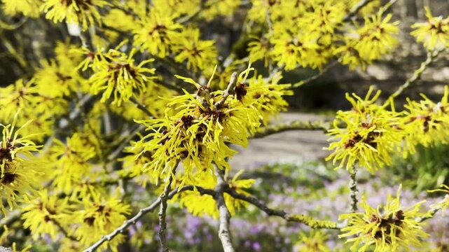 witch hazel tree with bright yellow, spidery blooms on twisted branches in garden