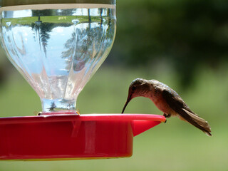hummingbird and bee feeding