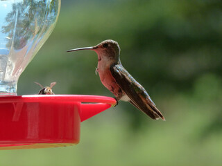 hummingbird and bee feeding
