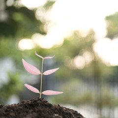 Syzygium gratum tree sprout growing