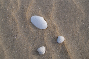 seashell on sandy beach, highlighting the beauty of coastal nature with fine details