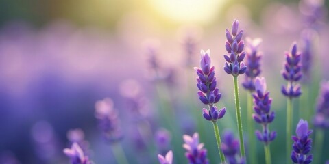 Obraz premium Serene Lavender Field at Sunset A Peaceful Pastoral Scene of Blooming Purple Flowers bathed in Golden Sunlight