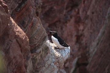 Razorbill (Alca torda) on the Heligoland cliffs
