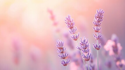Fototapeta premium Soft Lavender Blossoms in Sunrise Light: Pastel Purple Floral Beauty