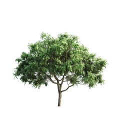 Green Tree on Black Background