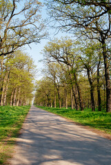 Quiet Country Road Surrounded by Green Trees and Blue Sky in Spring