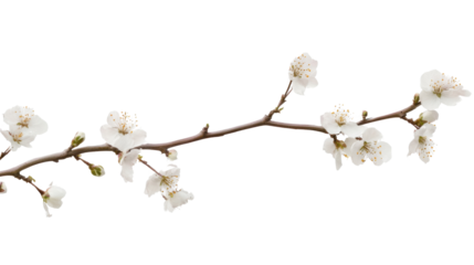 branch of willow isolated on white background 