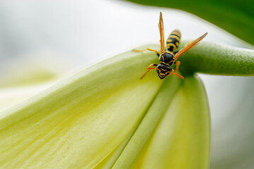 A detailed macro photograph of a wasp resting on a beautiful white flower, showcasing its vibrant yellow and black coloration with a green, blurred background emphasizing the subject.