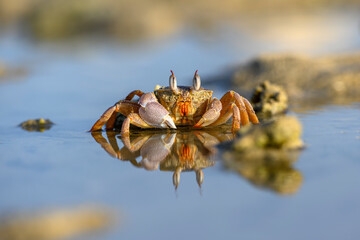 Krab plażowy 1 © 3photo