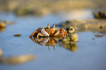 Krab plażowy 2 © 3photo