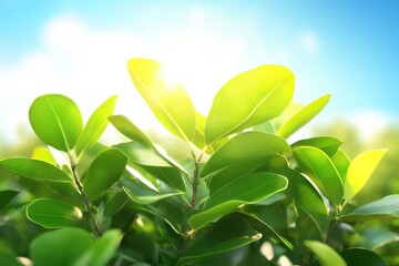 Obraz premium mangrove trees with green leaves, sunlit forest view