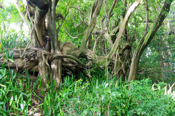 Racines entremêlées en forêt martiniquaise.