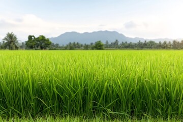 green rice field stretching to horizon, fresh farm view