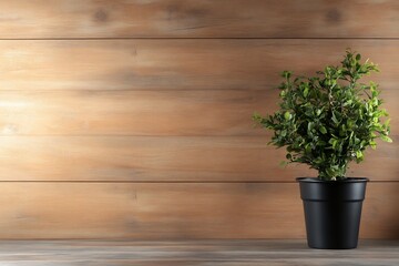 Fototapeta premium smooth light brown wood texture, natural surface