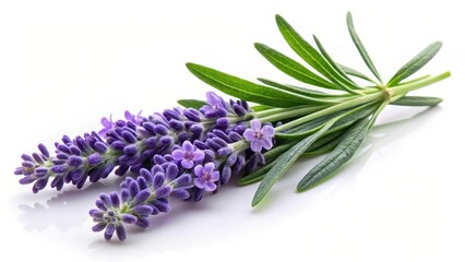 Naklejka premium Lavender Sprig on White Background