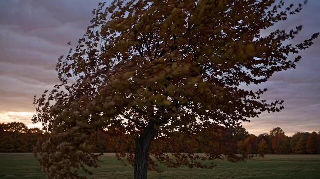 A dynamic video capturing a tree swaying in the wind at sunset. Shot from a low angle, emphasizing the movement and autumn colors against a cloudy sky.