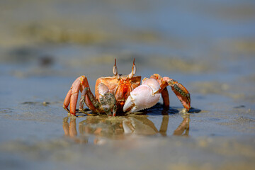 Krab plażowy 3 © 3photo