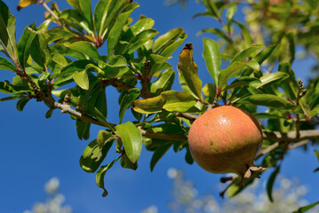 POMEGRANATE FRUIT ON THE TREE BRANCH