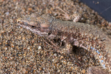 Close-Up of a viviparous lizard in Its Natural Habitat