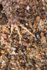 Close-Up of Reptile Foot on Colorful Sand and Pebbles, viviparous lizard