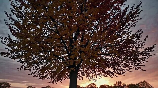 A low-angle video captures a tree with autumn leaves silhouetted against a sunset sky, creating a serene and picturesque scene.