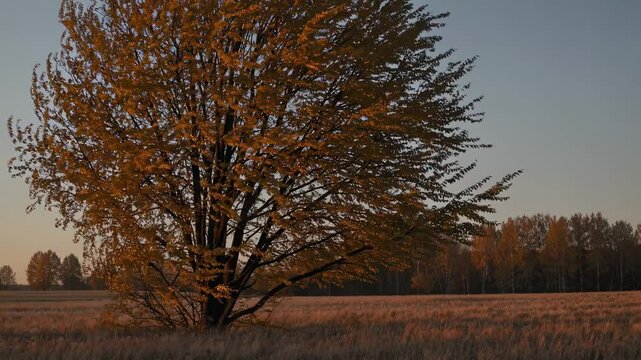 A serene landscape video captures a lone tree in a field at sunset. The low-angle shot emphasizes the golden hues of autumn leaves against the sky.