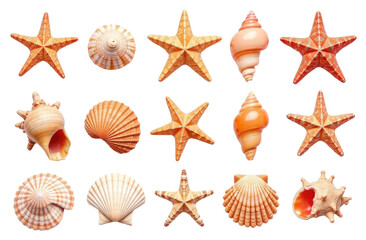 Collection of shells of various shapes cut out from the background.