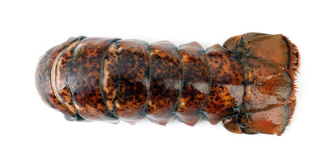 One raw lobster tail isolated on white, top view