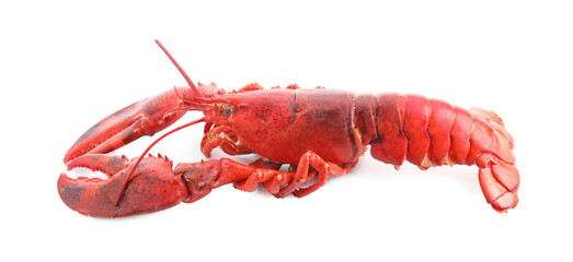 One tasty boiled lobster isolated on white