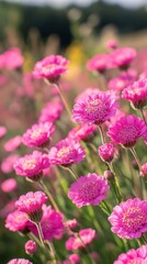 Fototapeta premium Captivating field of vibrant pink marguerite flowers in full bloom bathed in soft sunlight creating a dreamy and romantic atmosphere with shallow depth of field