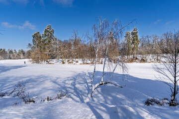 A serene winter landscape with tall pine trees covered in snow. A frozen river with fallen branches adds to the natural beauty. The clear blue sky and soft sunlight create a peaceful atmosphere.
