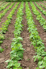 Common beans grow in open ground