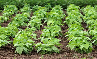 Common beans grow in open ground