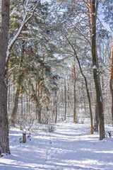 A tranquil winter forest covered in fresh snow. Sunlight filters through the tall pine trees, casting soft shadows on the ground. A peaceful nature scene perfect for relaxation and exploration.