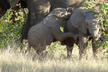 Afrikanischer Elefant / African elephant / Loxodonta africana