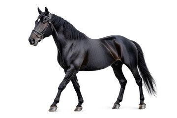 A black horse galloping isolated on white background