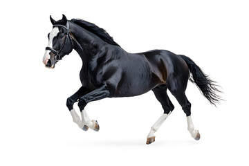 A black horse galloping isolated on white background