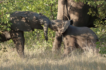 Afrikanischer Elefant / African elephant / Loxodonta africana