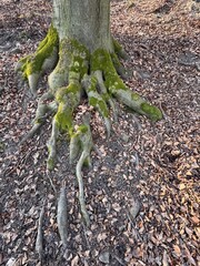 The image shows a large tree trunk with exposed roots covered in moss, standing on a ground covered with fallen leaves. The roots are spread out in different directions, and the tree trunk is thick an