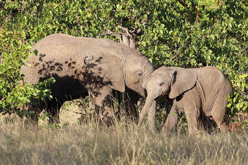 Afrikanischer Elefant / African elephant / Loxodonta africana