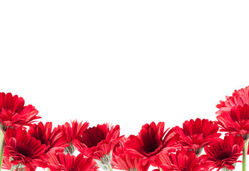 beautiful red Gerberas for St. Valentine's Day