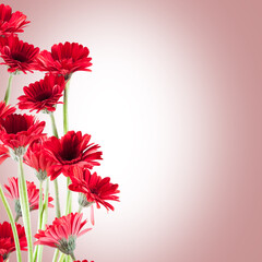 beautiful red Gerberas for St. Valentine's Day