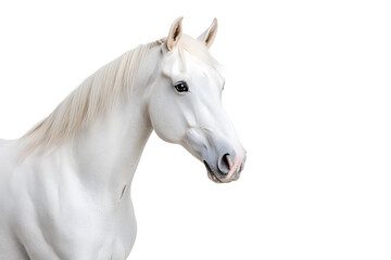 White horse isolated on white background