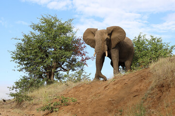 Afrikanischer Elefant / African elephant / Loxodonta africana..