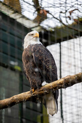 A bald eagle (haliaeetus leucocephalus) in a wildlife sanctuary.