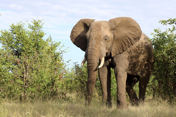 Fototapeta premium Afrikanischer Elefant / African elephant / Loxodonta africana