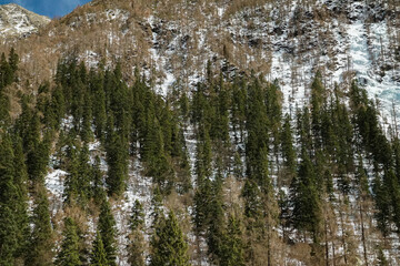 Snow-covered pine forest mountain range nature scene winter wonderland elevated perspective tranquil landscape