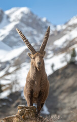 Imposing male alpine ibex (Capra ibex) standing on rocks against snowy  mountains backgound, Alps Mountains, Italy