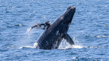 Fototapeta premium Humpback whale calf mimicking mothers breach waves splashing